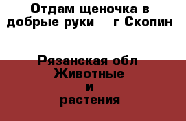 Отдам щеночка в добрые руки!!! г.Скопин - Рязанская обл. Животные и растения » Собаки   